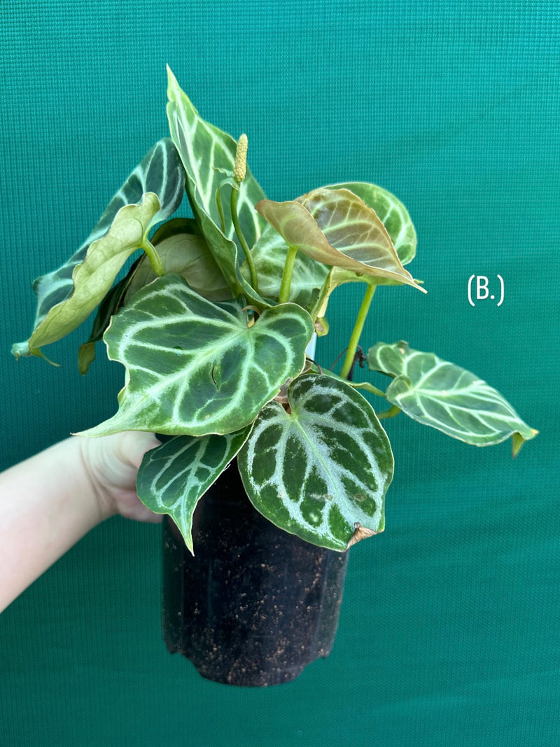Anthurium crystallinum hybrid NEW