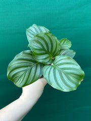 Calathea ‘Orbifolia’