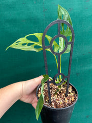 Monstera ‘Adansonii Japanese’ Mottled Variegation NEW