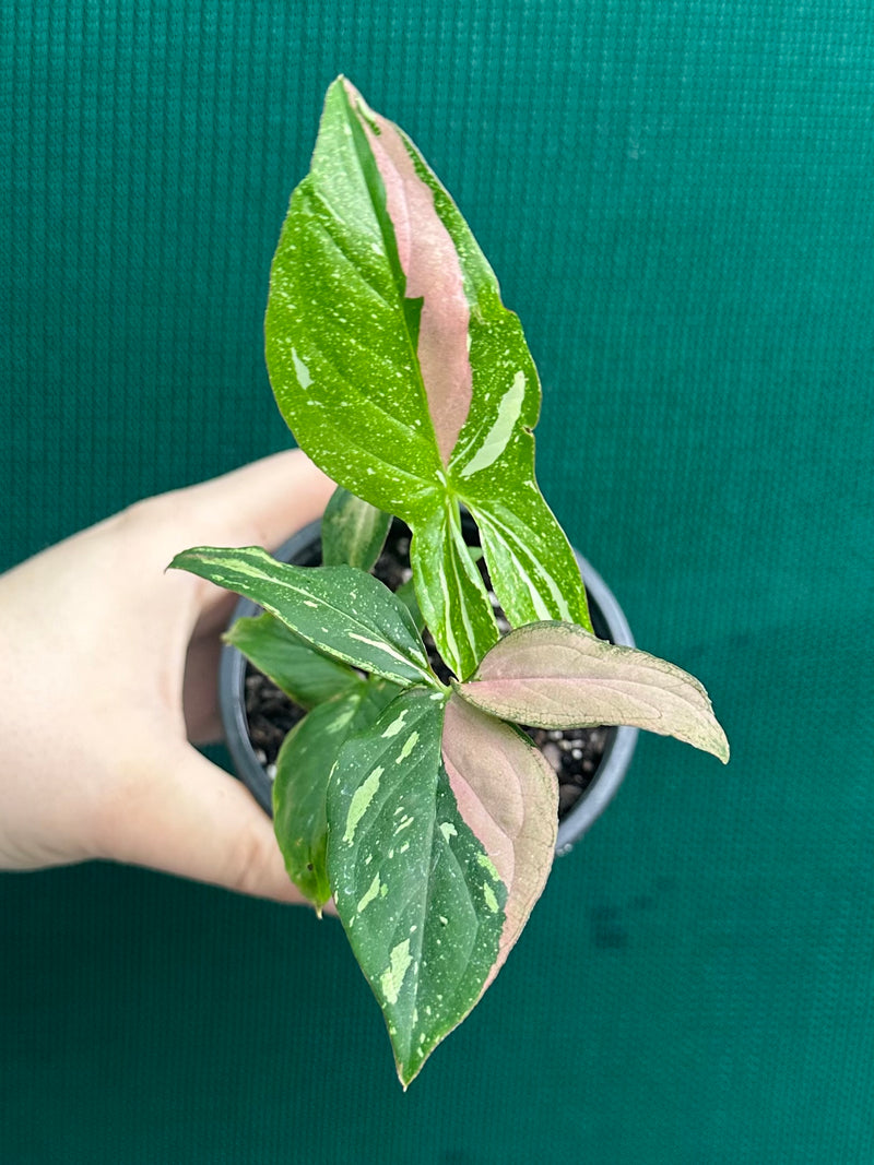 Syngonium ‘Red Spot Tri-Colour’