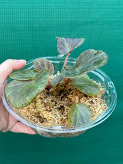 Begonia tagbanua variegated