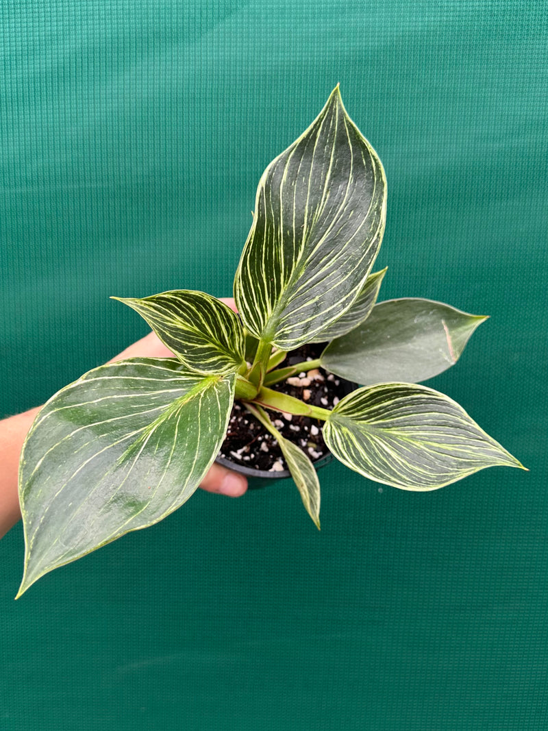Philodendron ‘Birkin’