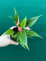 Anthurium NOID 4 NEW