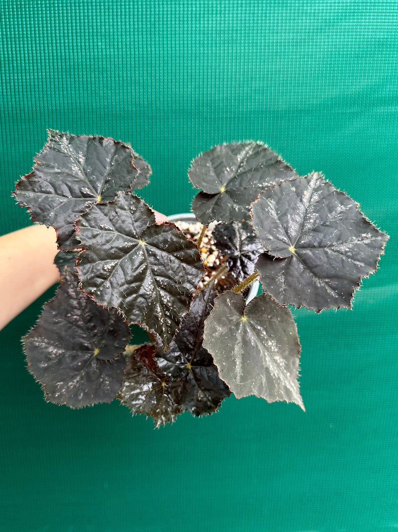 Begonia ‘Shilo’