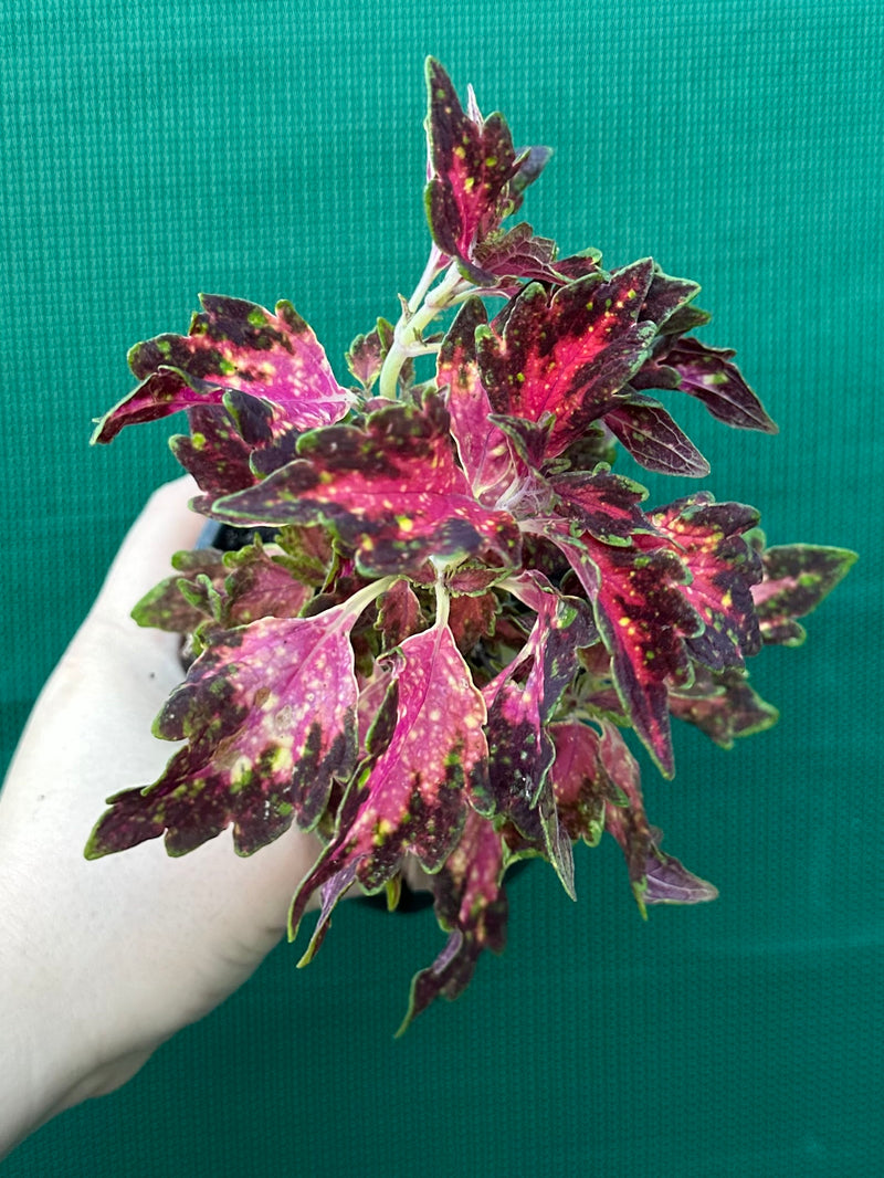 Coleus NOID 5