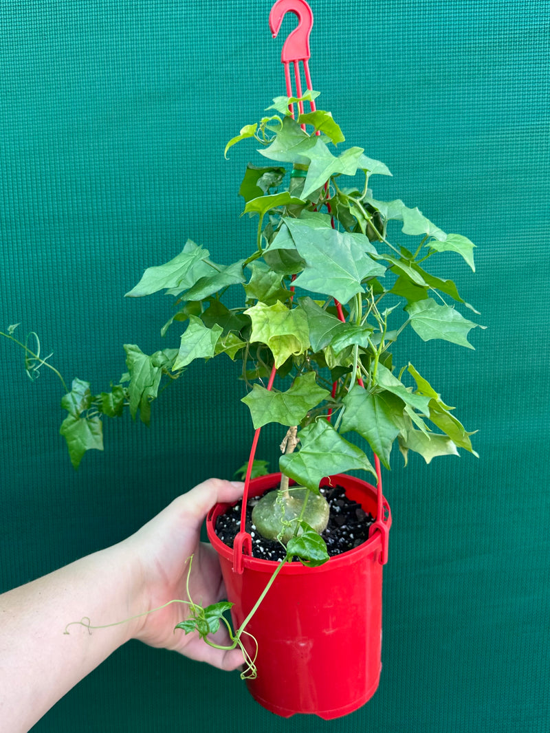 Gerrardanthus macrorhizus