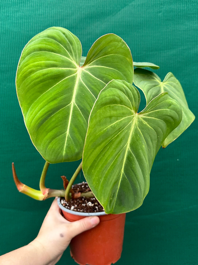 Philodendron ‘Gloriosum’