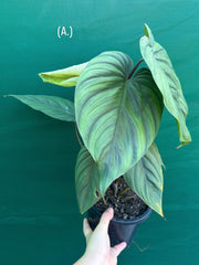Philodendron sp Colombia NEW