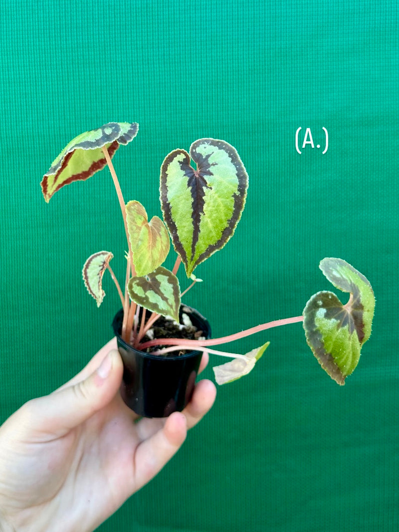 Begonia Dinhdui