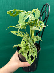 Monstera adansonii (Mottled Variegation) NEW