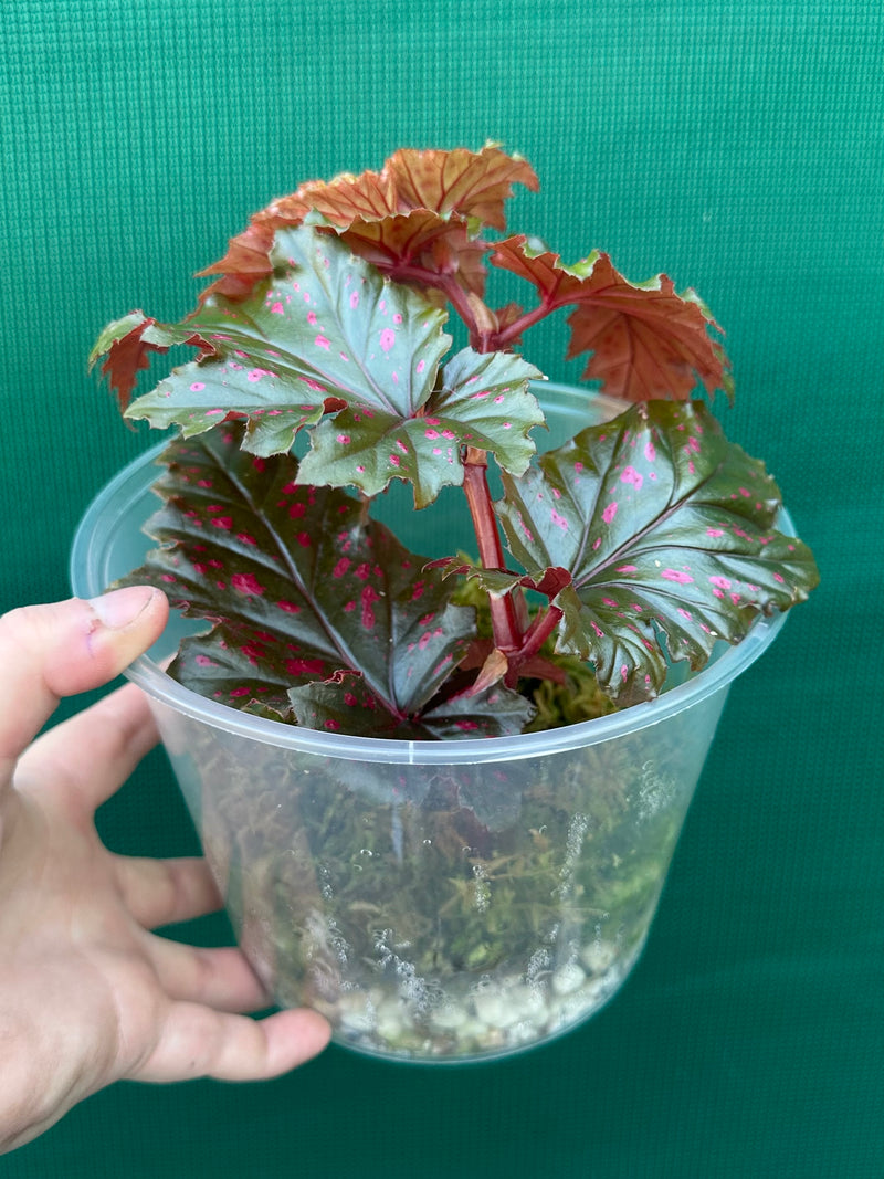 Begonia serratipetala NEW