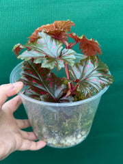 Begonia serratipetala NEW