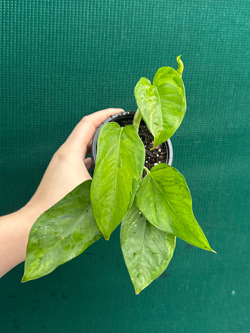 Pothos 'Green Queen’