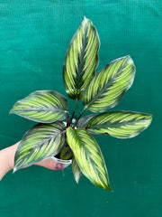 Calathea ‘Ornata’