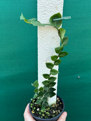 Rhaphidophora Hayi