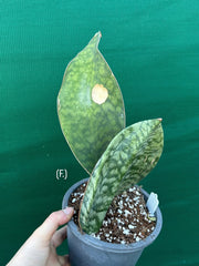 Sansevieria Masoniana ‘Mason’s Congo Paddle’ NEW