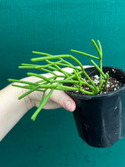 Rhipsalis Grandiflora