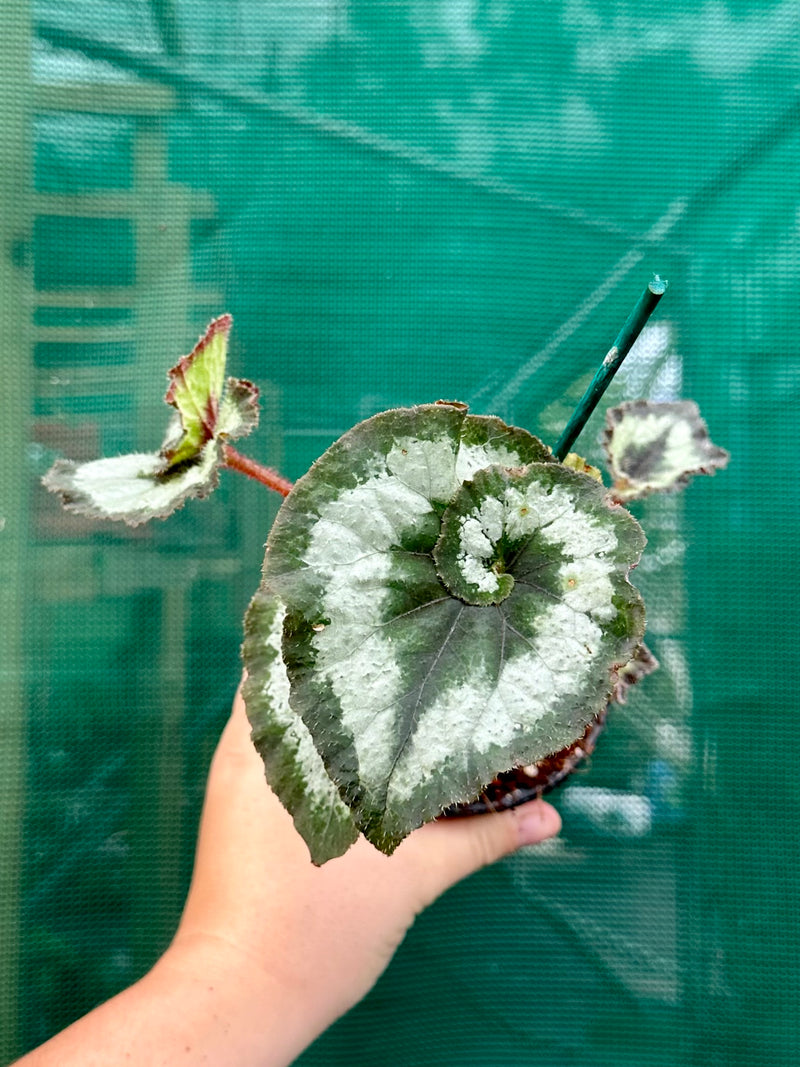 Begonia ‘Escargot’