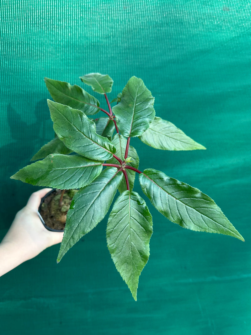 Sinningia douglasii (Red)