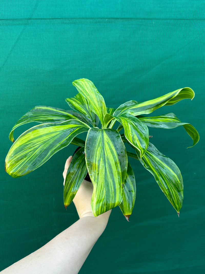 Cordyline fruticosa ‘Tropic Frost’ NEW