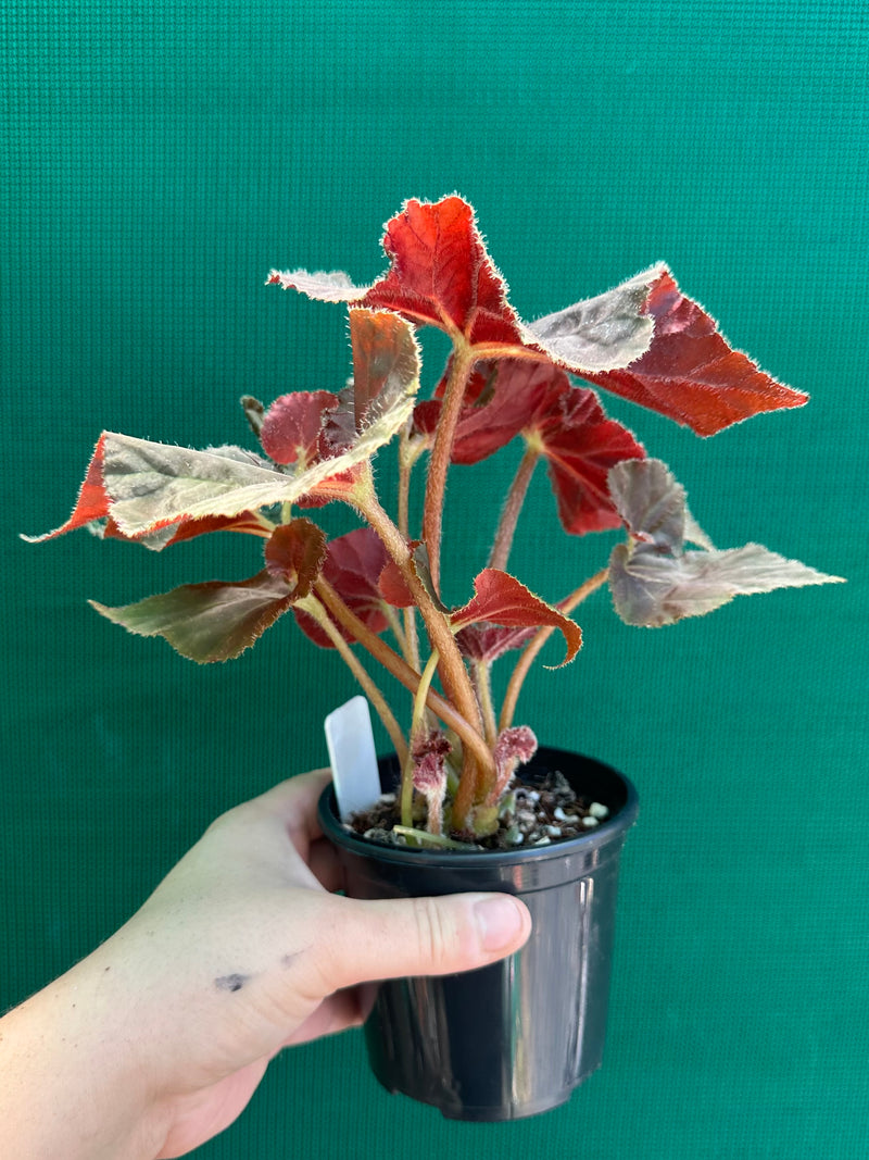 Begonia ‘Enid Henderson’
