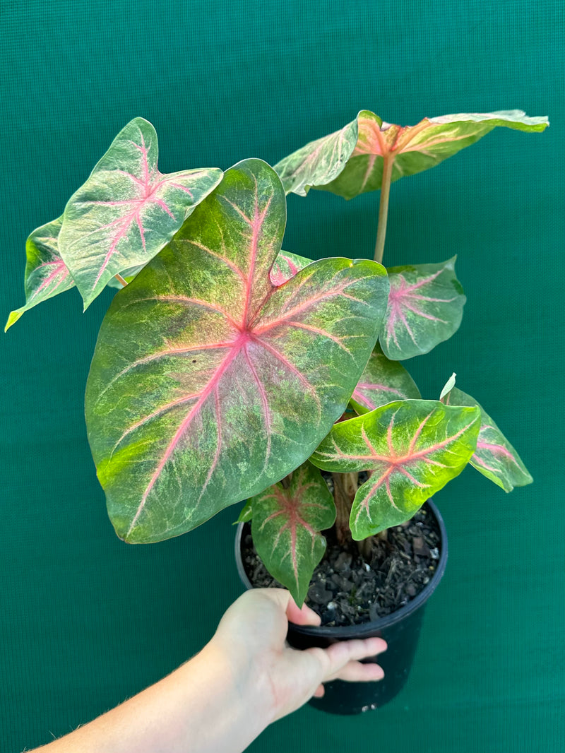 Caladium NOID 4 NEW