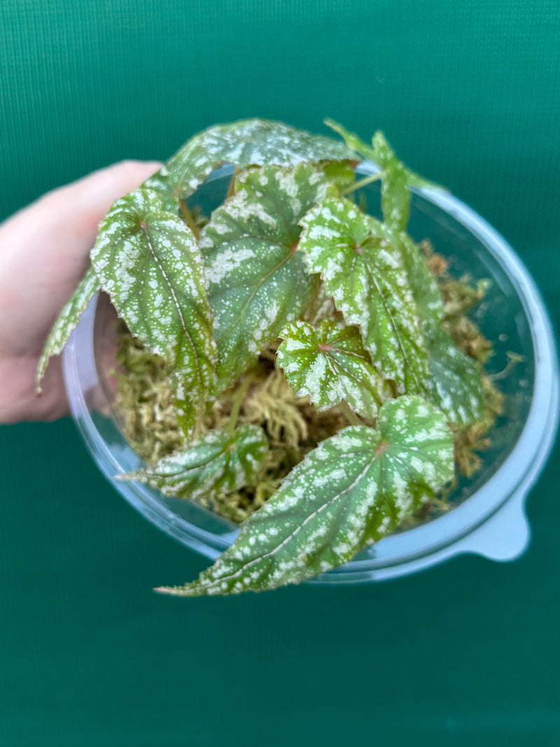 Begonia lukuana NEW