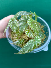 Begonia lukuana NEW