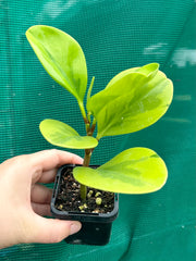 Peperomia Obtusifolia ‘Lemon Lime’ NEW