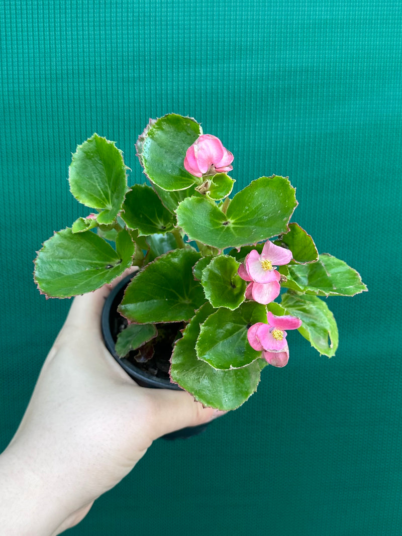 Begonia NOID 33