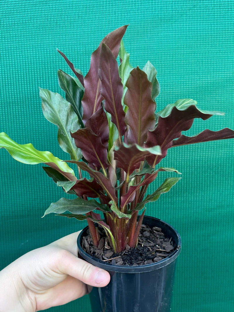 Calathea rufibarba NEW