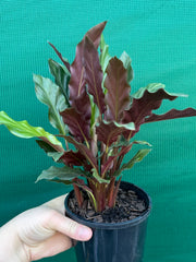 Calathea rufibarba NEW