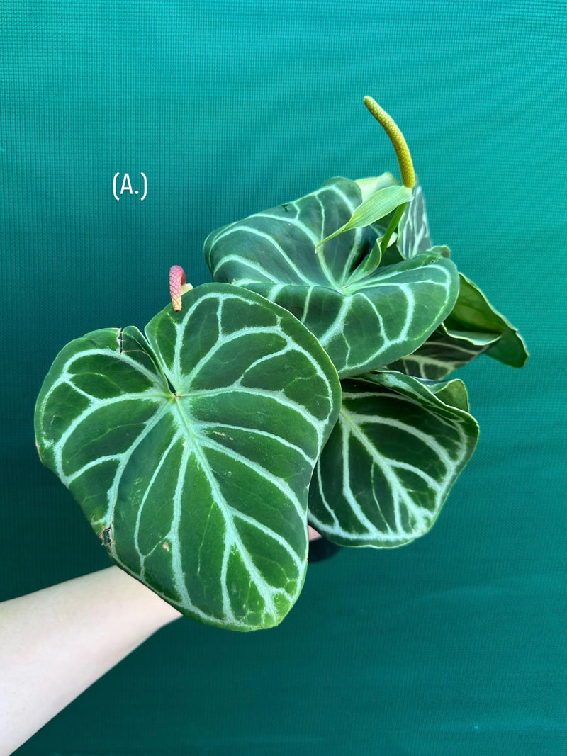 Anthurium crystallinum hybrid NEW