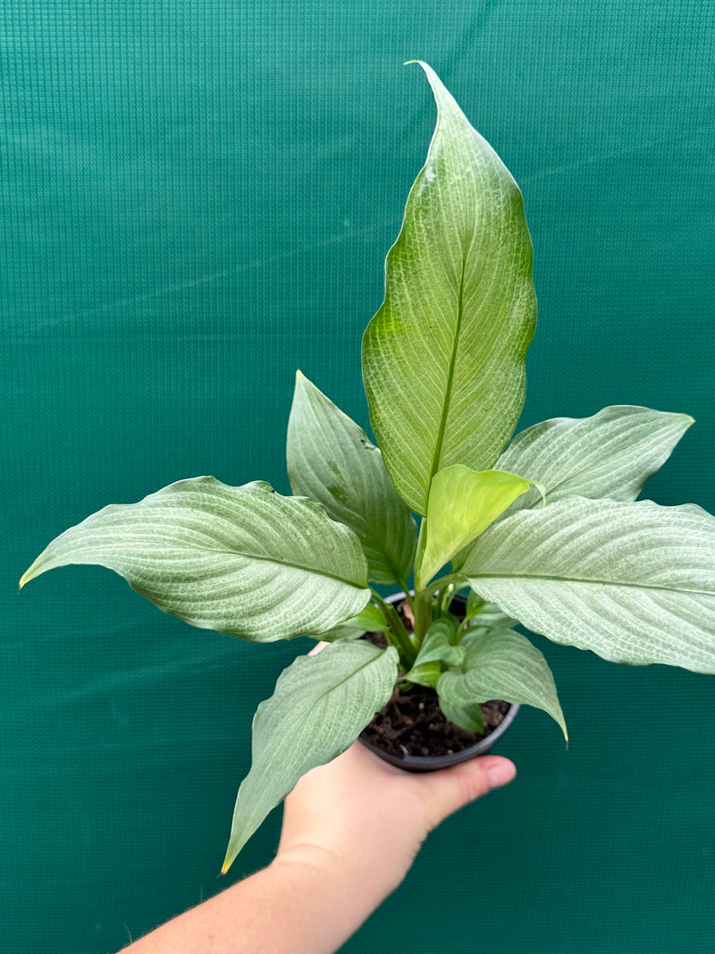 Spathiphyllum ‘Platinum Mist’