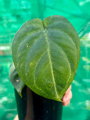 Syngonium 'Frosted Heart'