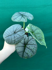 Alocasia ‘Melo’