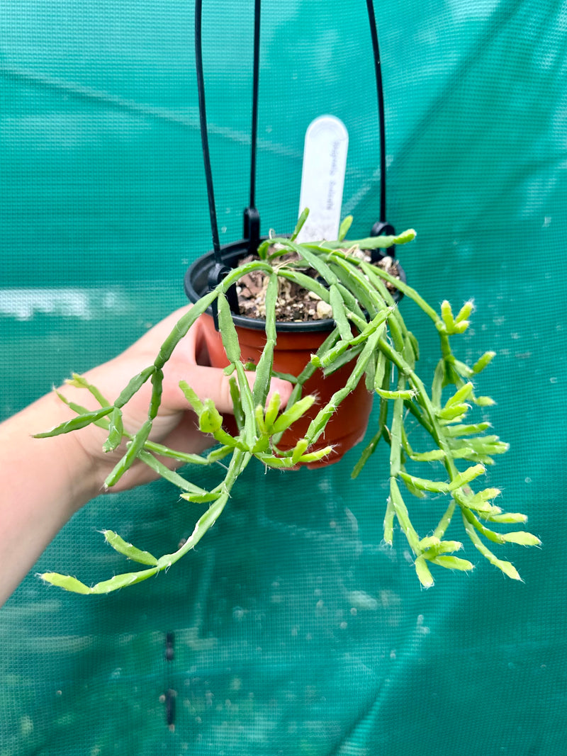 Rhipsalis Sulcata