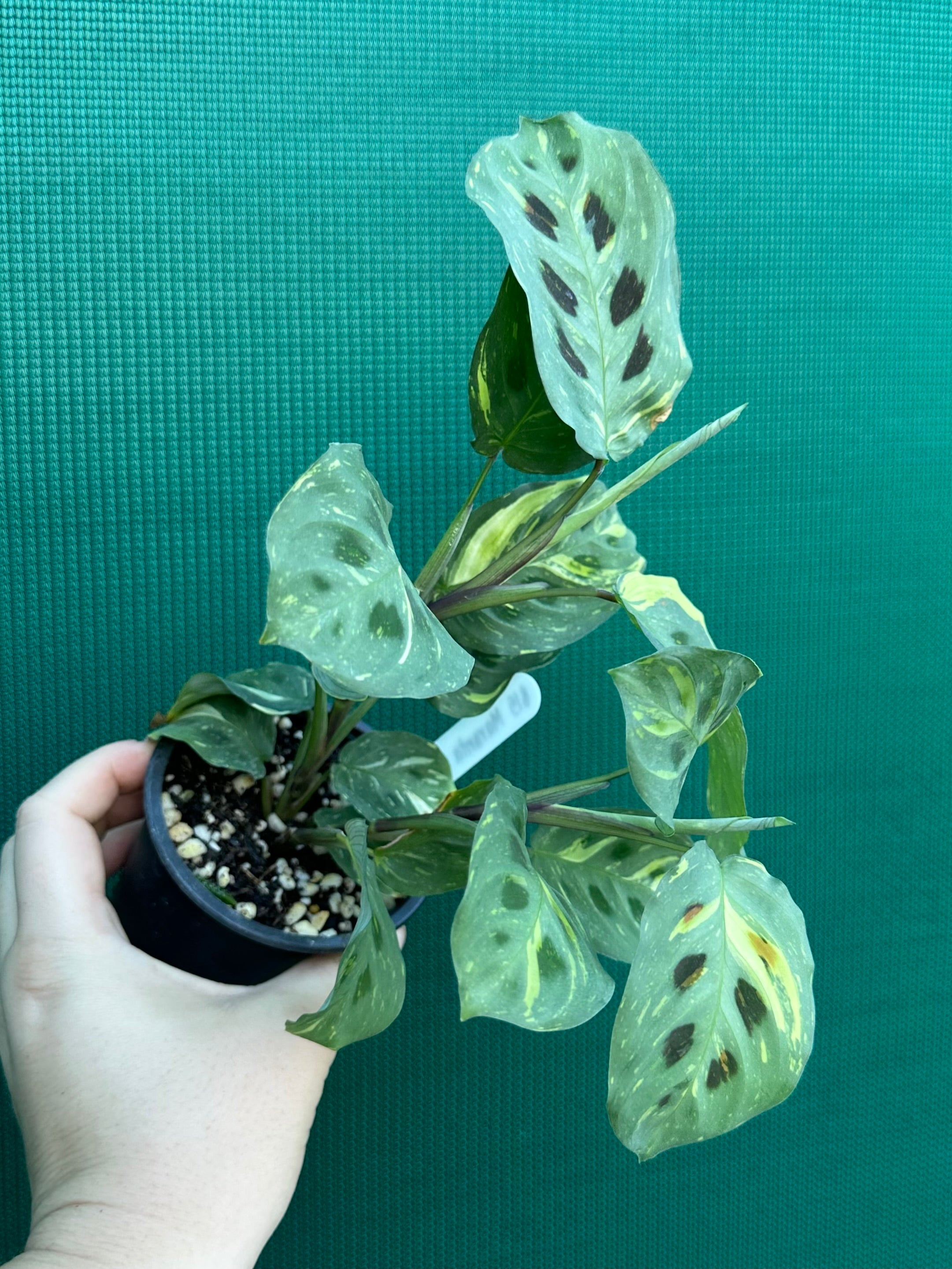 Maranta Assorted Maranta Leuconeura Variegated | Aroids Australia