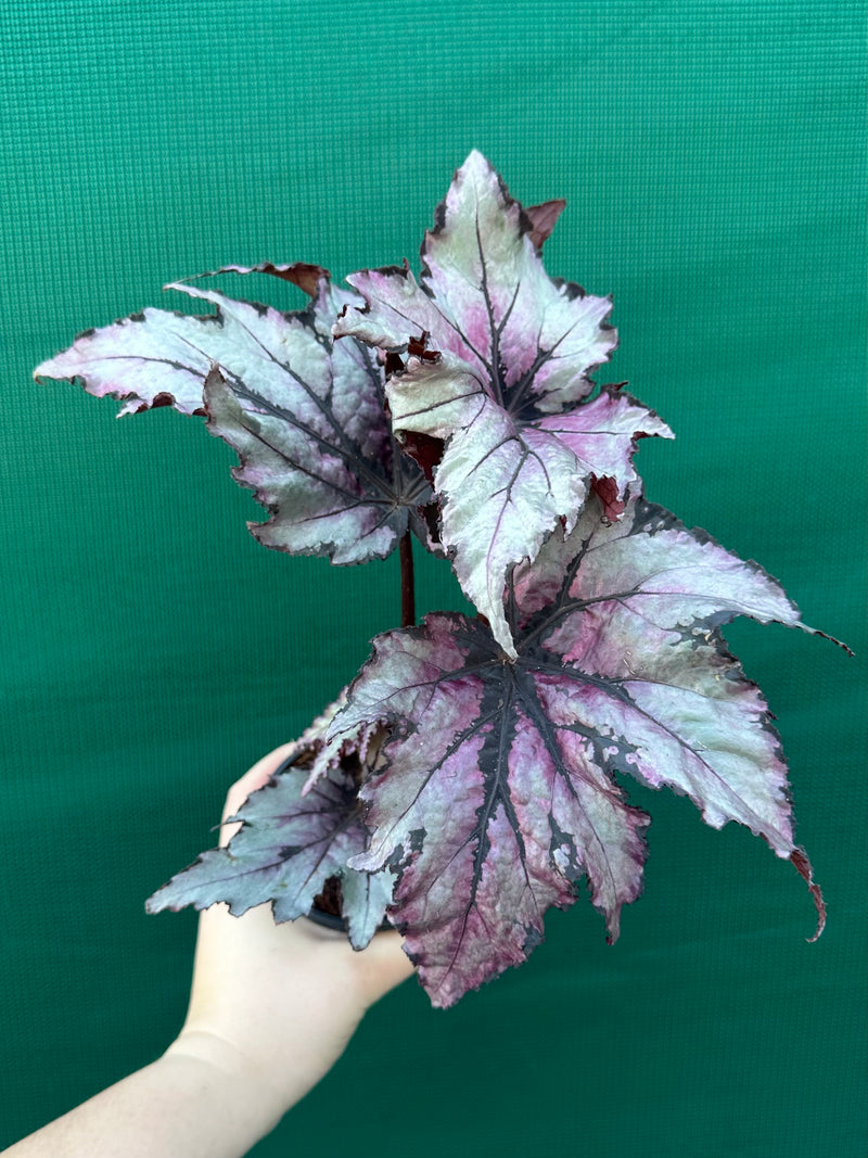Begonia ‘Serpent’ NEW