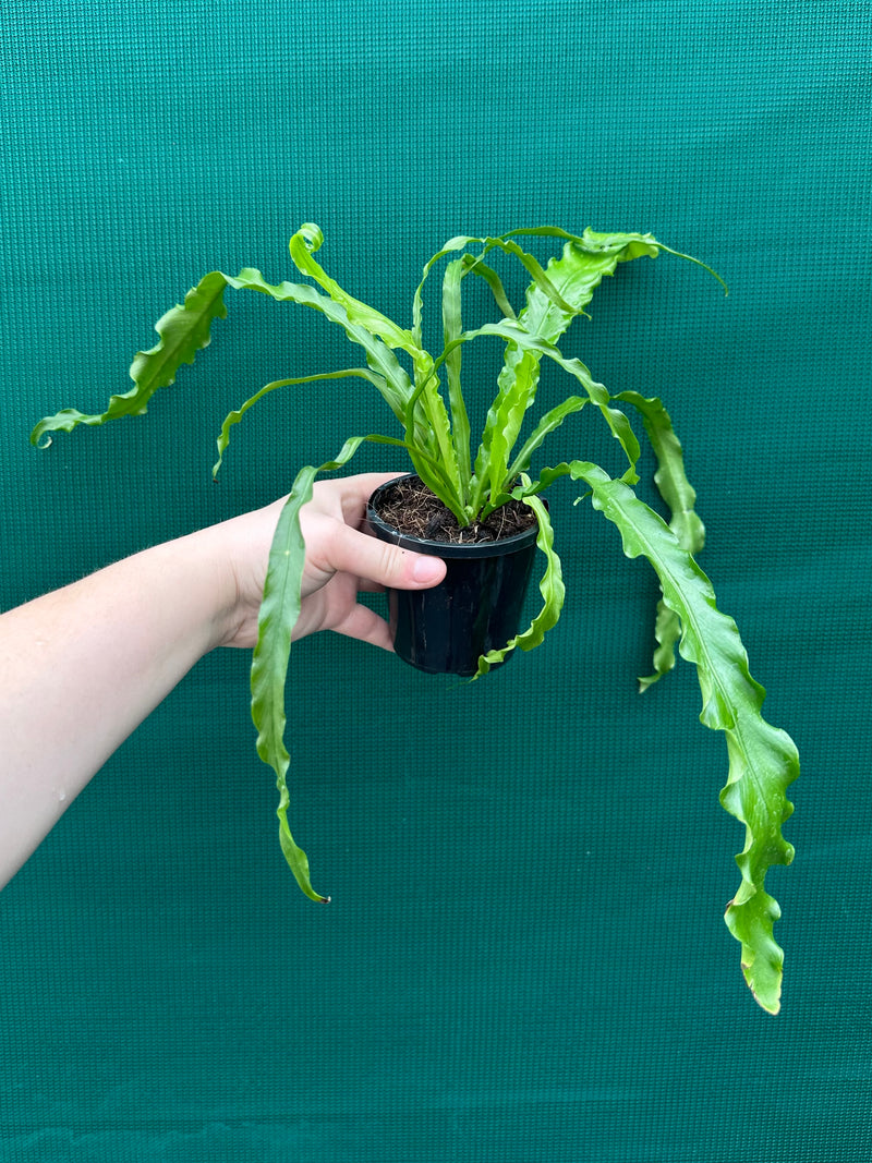 Asplenium ‘Osaka’ NEW