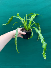 Asplenium ‘Osaka’ NEW