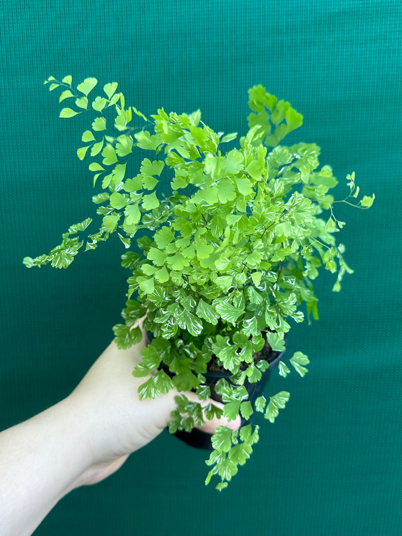Adiantum ‘Maidenhair Fern Variegated’ NEW