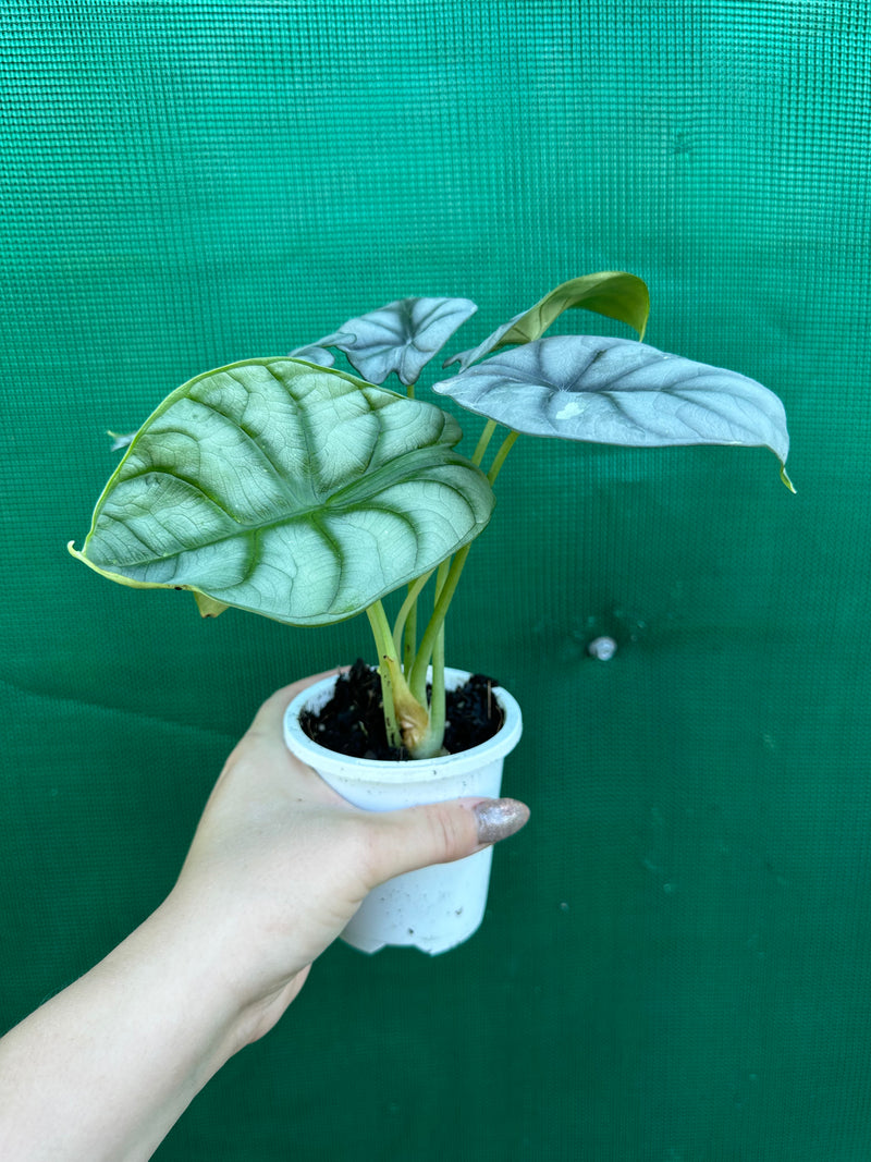 Alocasia ‘Silver Dragon’