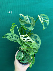 Monstera ‘Adansonii’ Variegated Albo