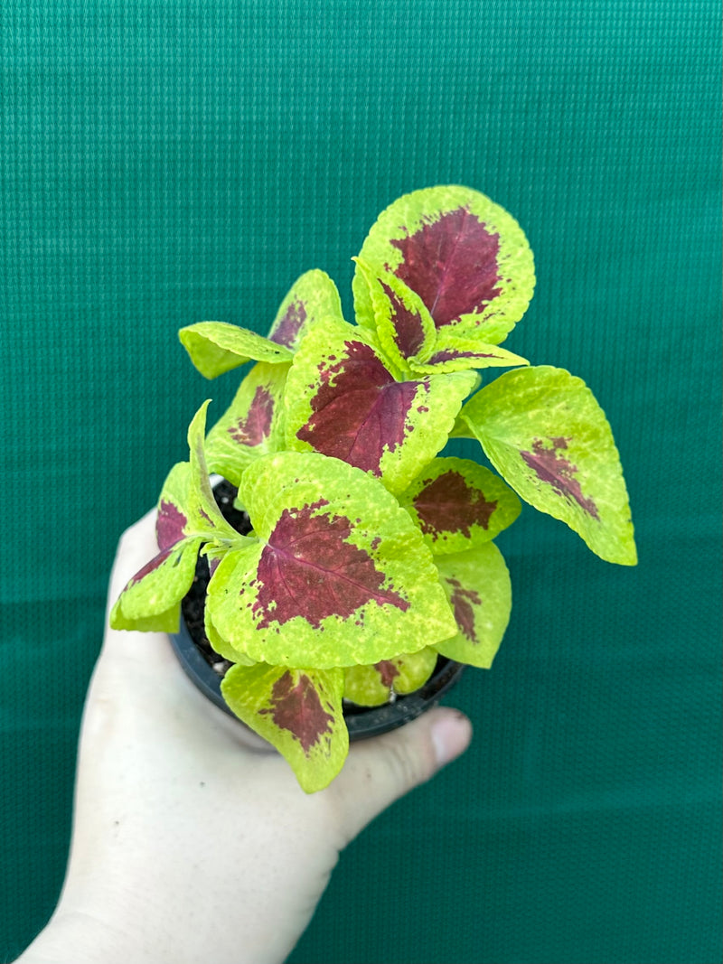 Coleus NOID 2