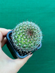 Mammillaria zeilmaniana