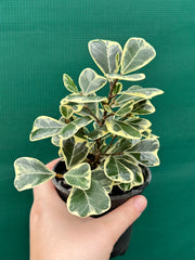Ficus albo