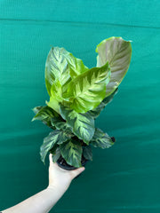Calathea ‘Louisae Misto’ NEW