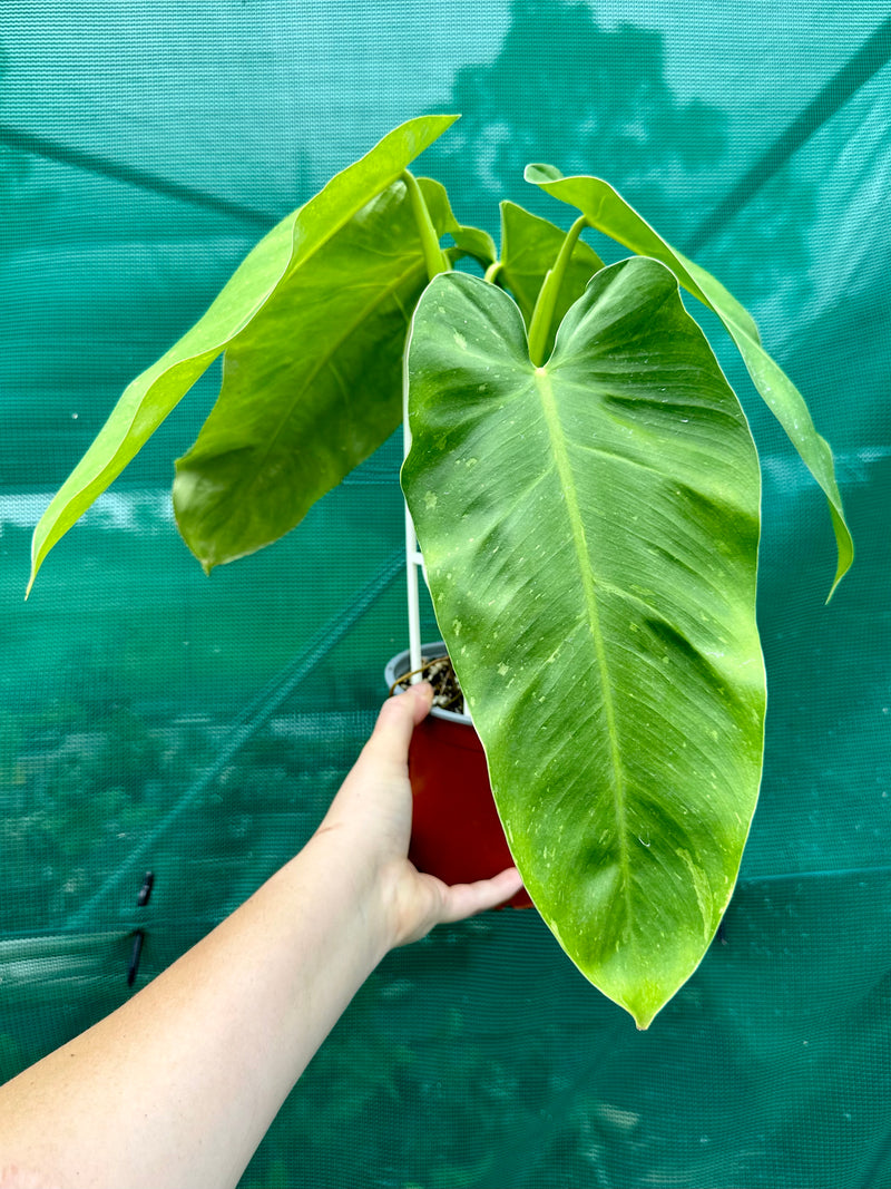 Philodendron imbe x. domesticum NEW
