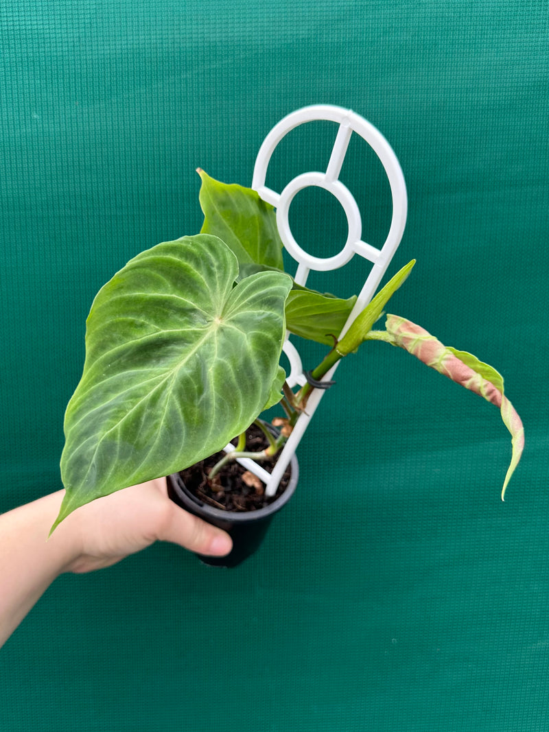 Philodendron Verrucosum NEW